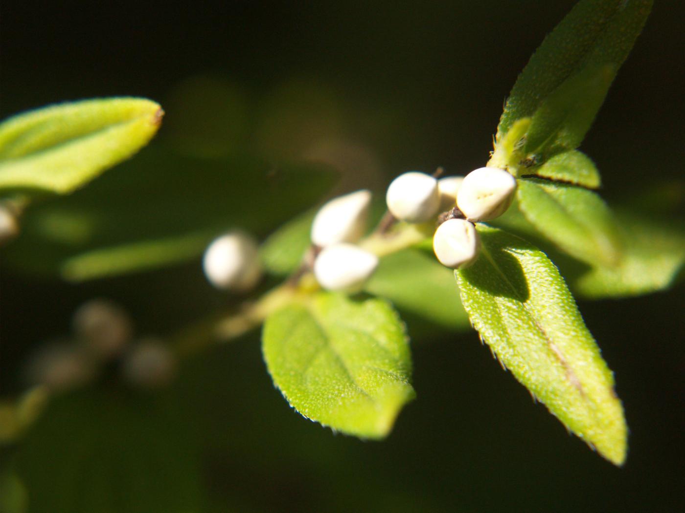 Gromwell fruit